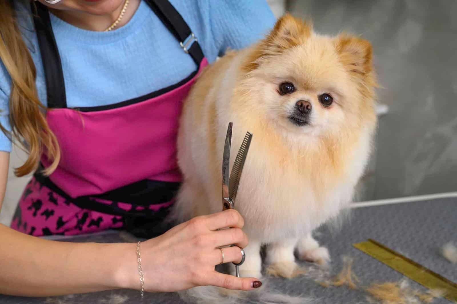 Charlotte knipt een hond met precisie in de salon