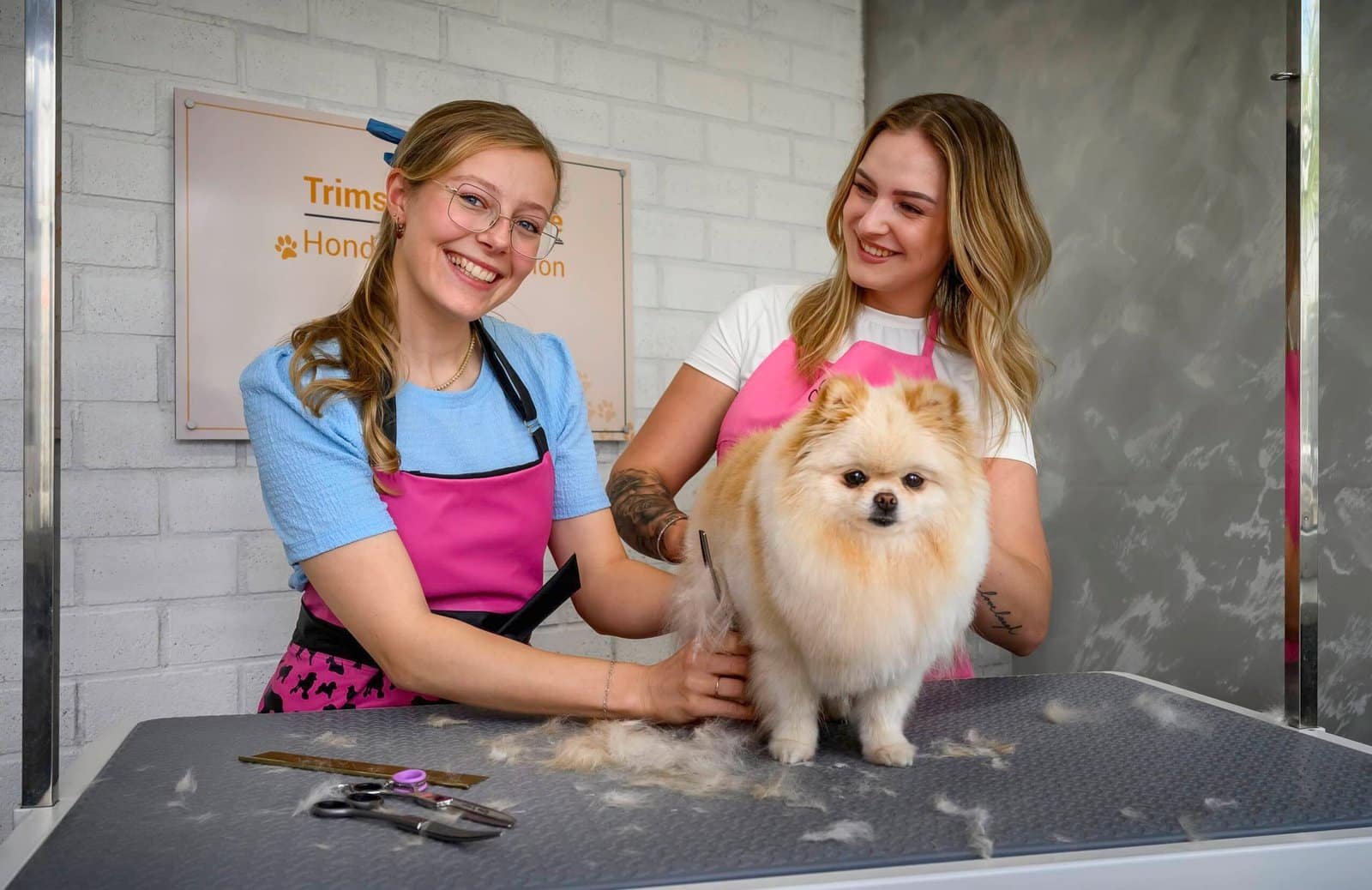 Dezelfde Pomeriaan na een complete trimbeurt — pluizig en mooi